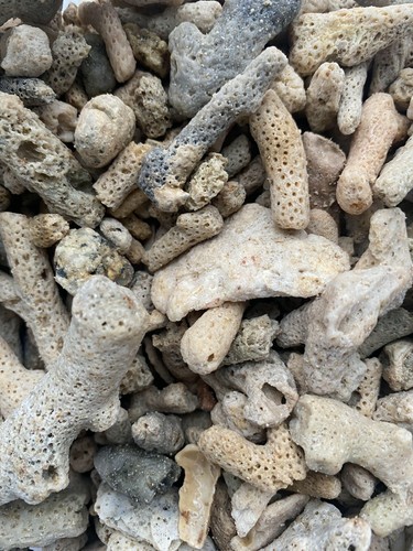 Crushed coral shell skeleton - shell,